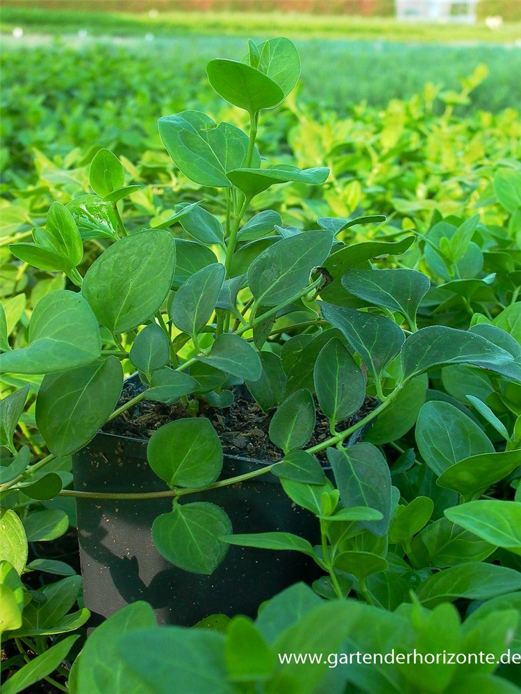 Großblättriges Immergrün