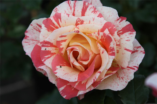 Beetrose 'Alfred Sisley'®