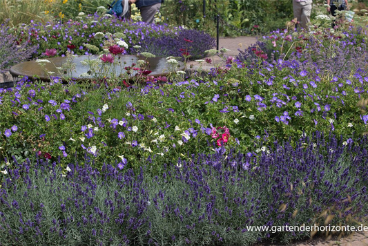 Lavandula angustifolia 'Hidcote Blue'