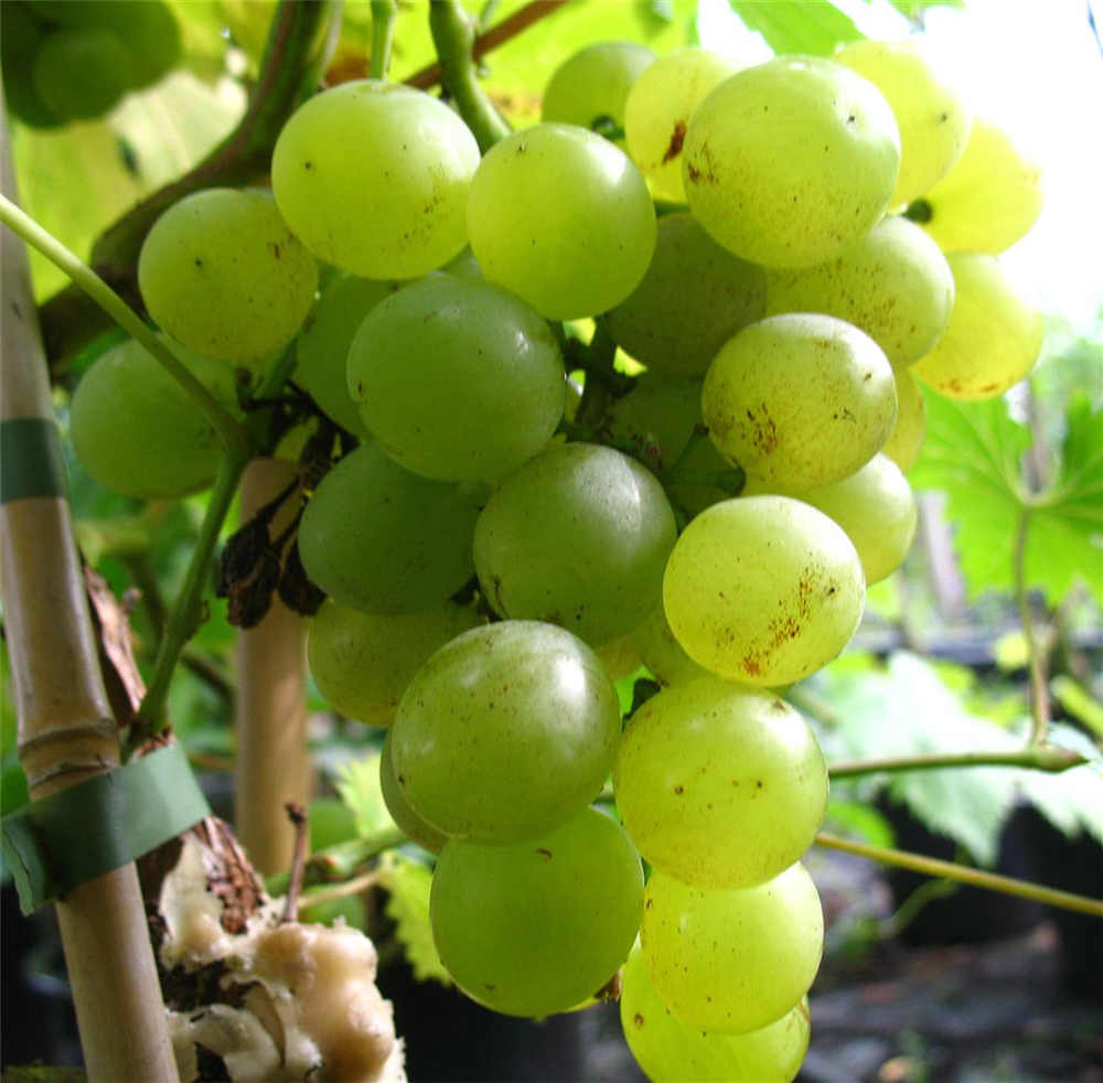 Weinrebe 'Glenora' , gelb