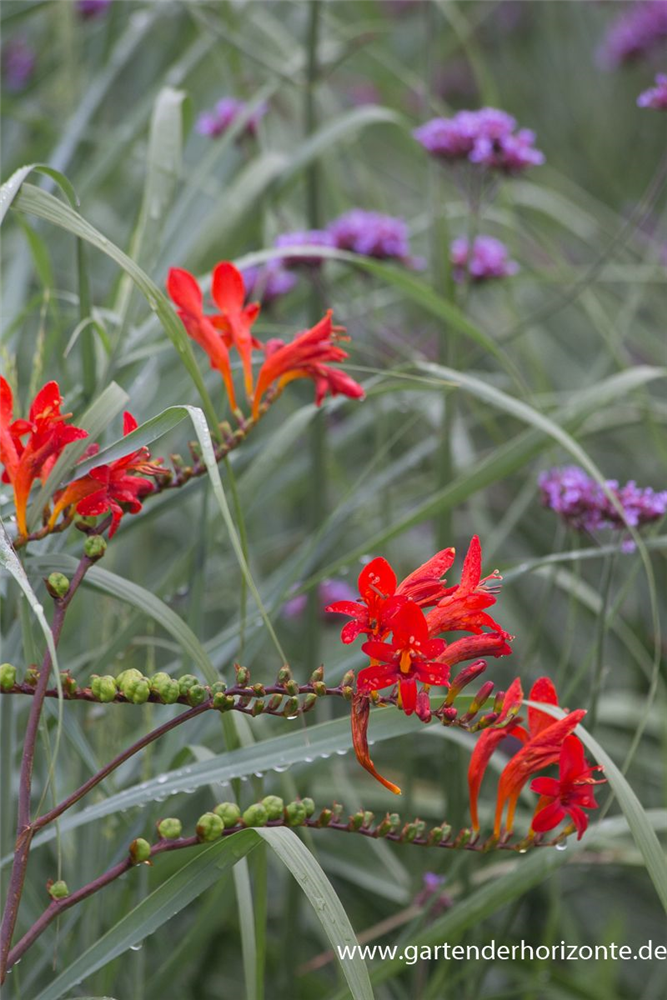 Crocosmia x crocosmiiflora 'Lucifer'