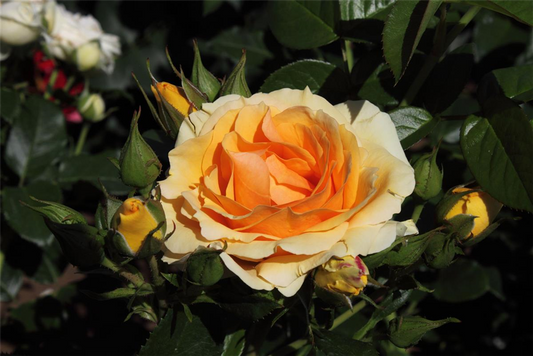 Beetrose 'Hansestadt Rostock'®