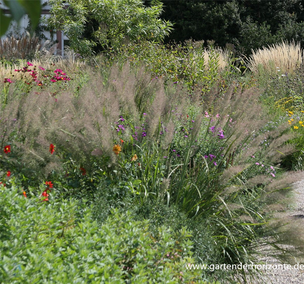 Calamagrostis brachytricha