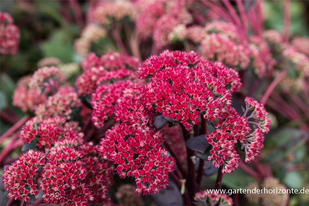 Großes Garten-Fettblatt 'Red Cauli'®