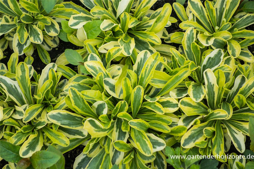 Kleine Garten-Gänsekresse 'Old Gold'