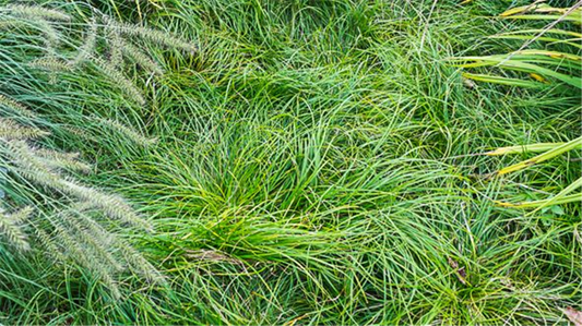 Carex umbrosa