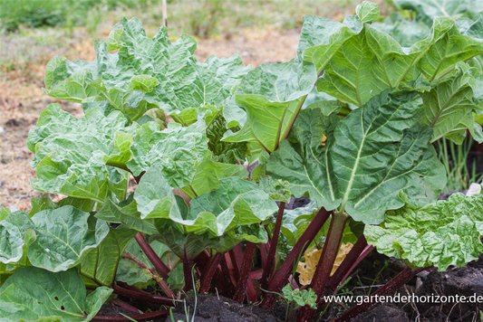 Garten-Rhabarber 'Holsteiner Blut'