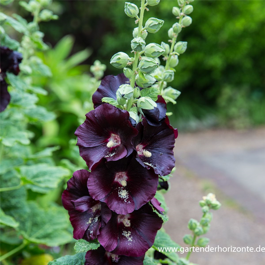 Garten-Stockrose 'Nigra'