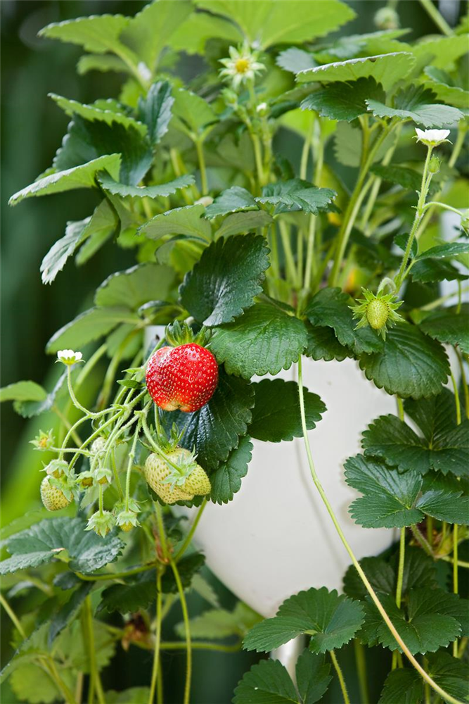 Hummi ® Meraldo, 6er Set