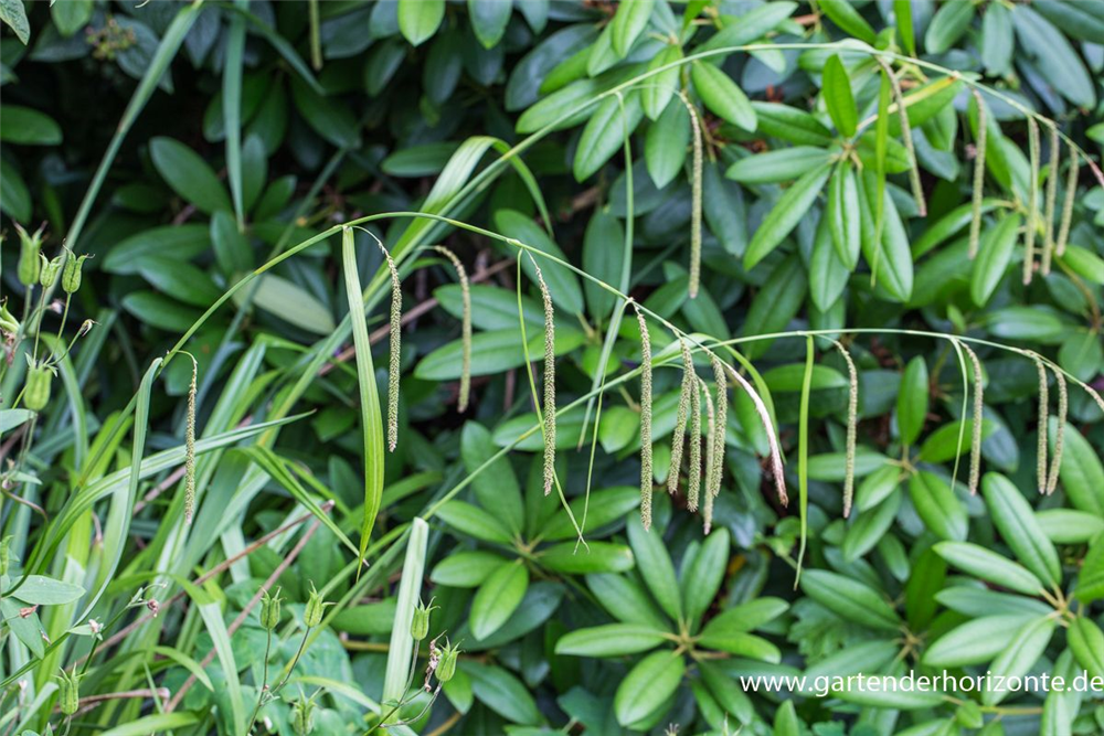 Carex pendula
