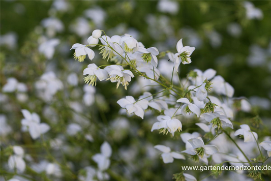 Garten-Wiesenraute 'Splendide White'®