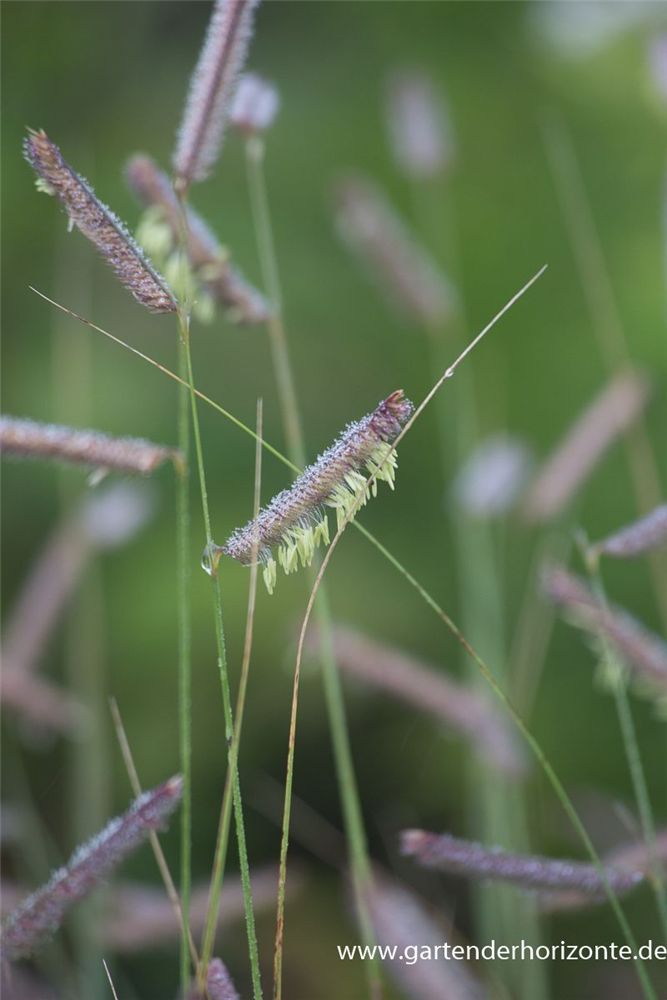Bouteloua gracilis