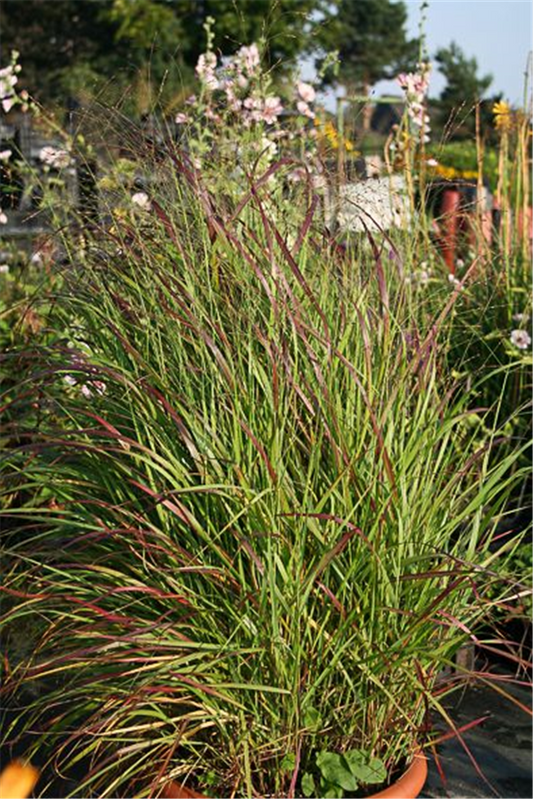 Garten-Ruten-Hirse 'Rehbraun'