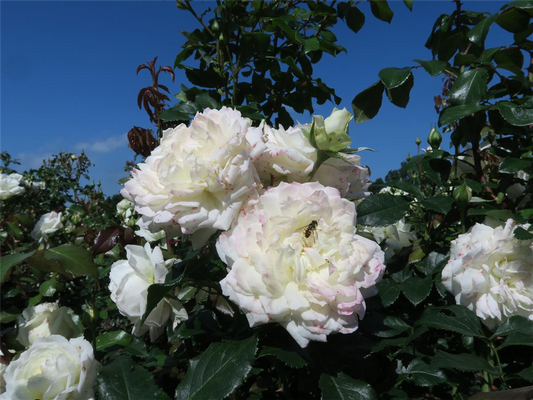 Kletterrose 'Alaska'®