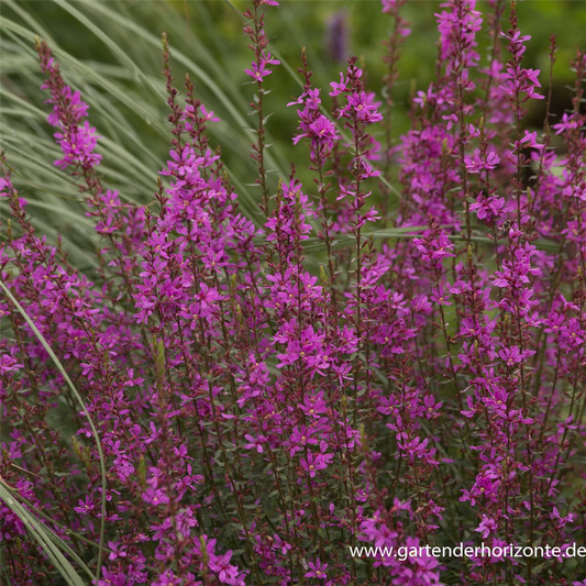 Garten-Ruten-Weiderich 'Dropmore Purple'
