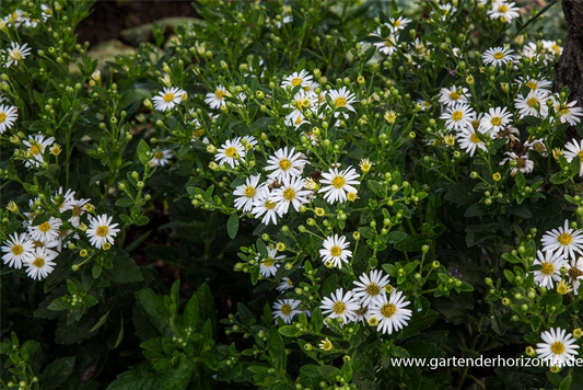 Zwerg-Wild-Aster 'Starshine'®