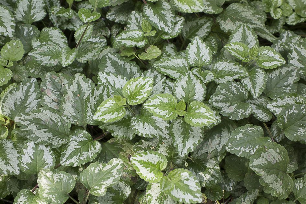 Lamiastrum galeobdolon 'Florentinum'