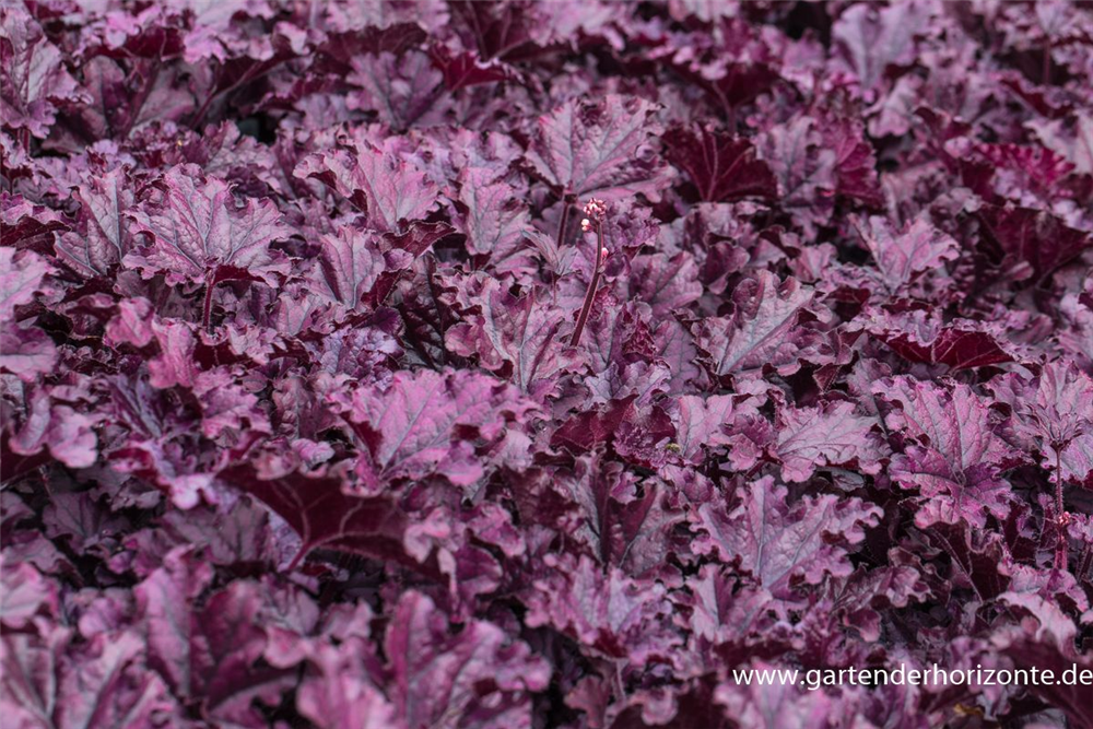 Heuchera x cult.'Forever Purple'