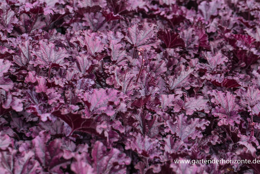 Heuchera x cult.'Forever Purple'