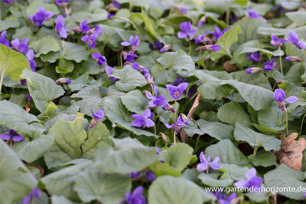 Garten-Duft-Veilchen 'Königin Charlotte'