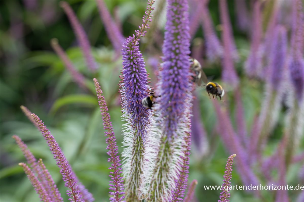 Garten-Kandelaberehrenpreis 'Fascination'