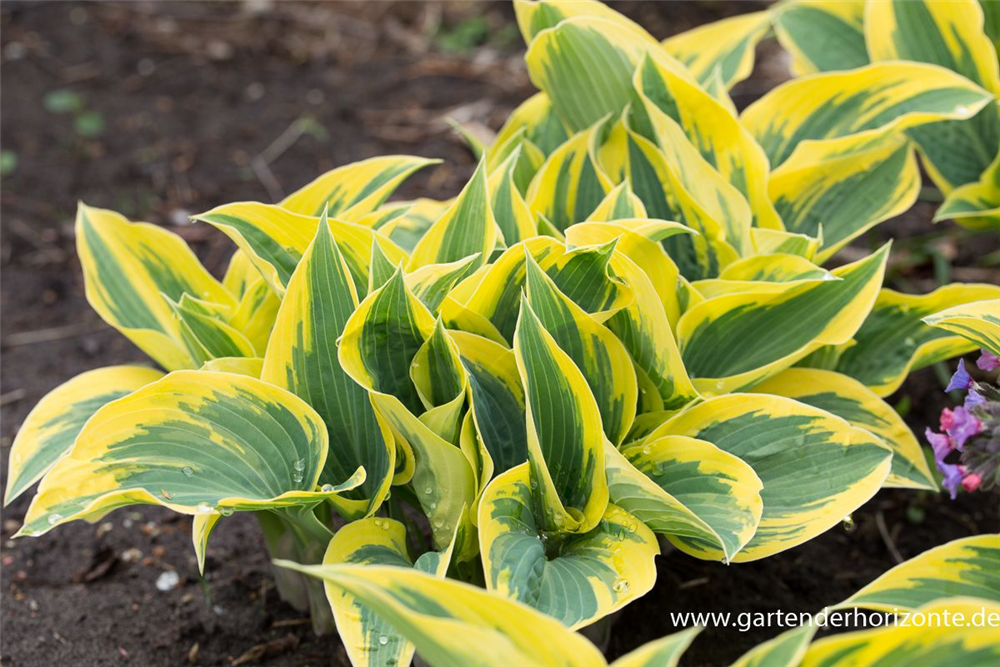 Hosta x tardiana 'First Frost'