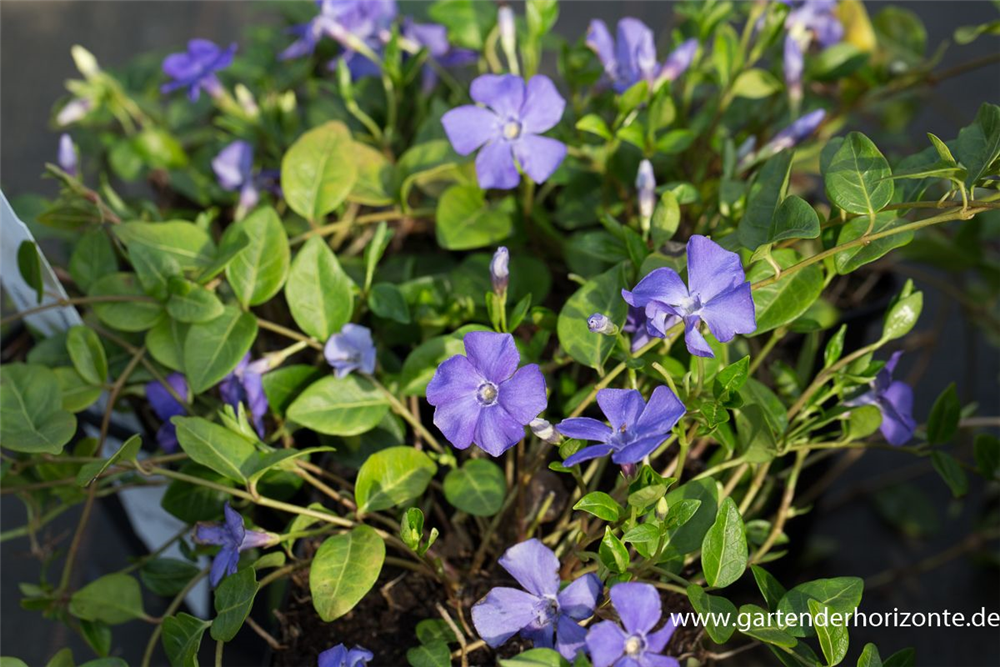 Kleines Garten-Immergrün 'Anna'(s)