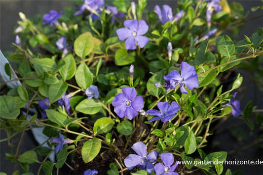 Kleines Garten-Immergrün 'Anna'(s)