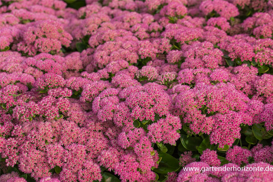 Großes Garten-Fettblatt