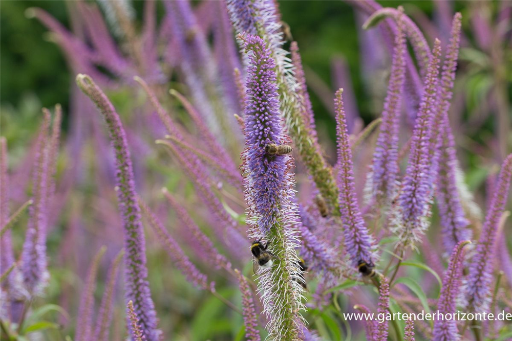 Garten-Kandelaberehrenpreis 'Fascination'