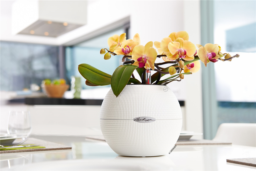 LECHUZA PURO Color 20