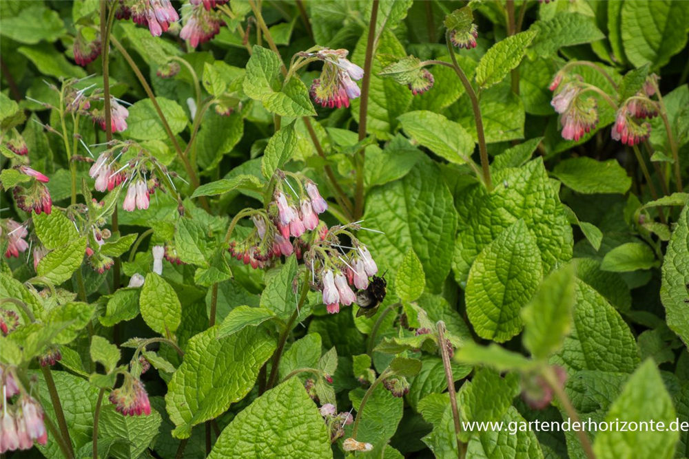 Kleiner Kaukasus-Beinwell