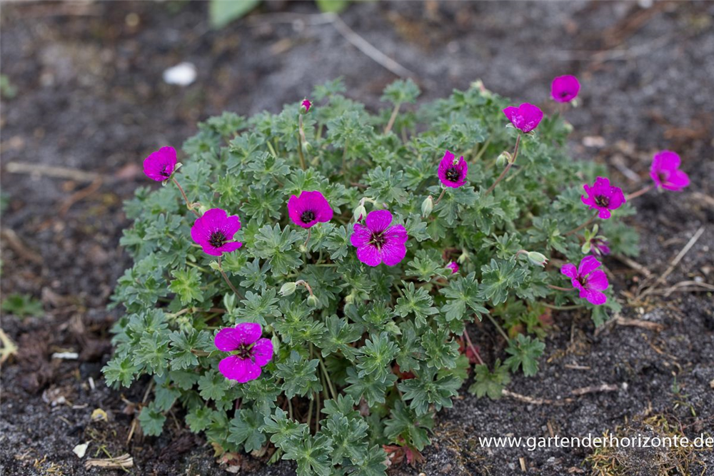 Geranium cinereum subcaulesc.'Giuseppii'