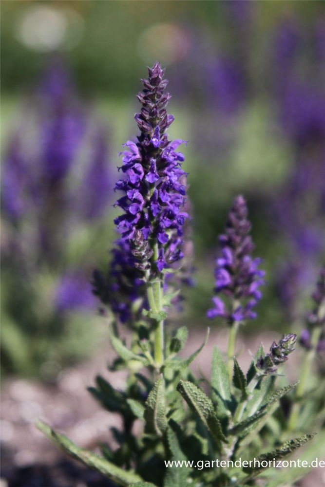 Garten-Blüten-Salbei 'Marcus'®