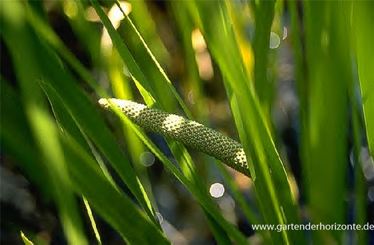 Kolbenblütiger Kalmus