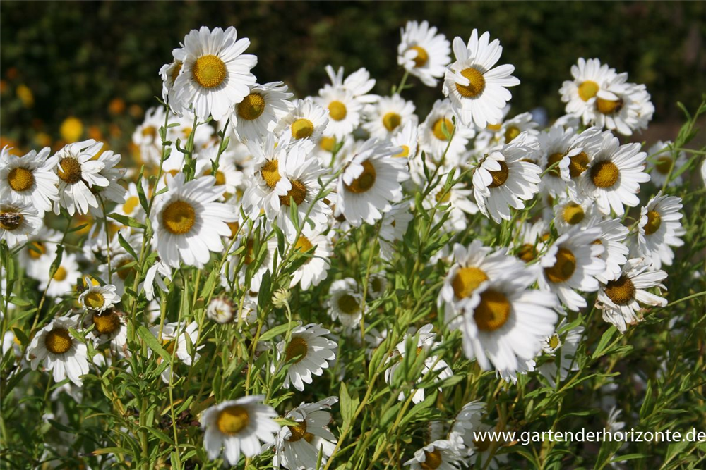 Herbstmargerite