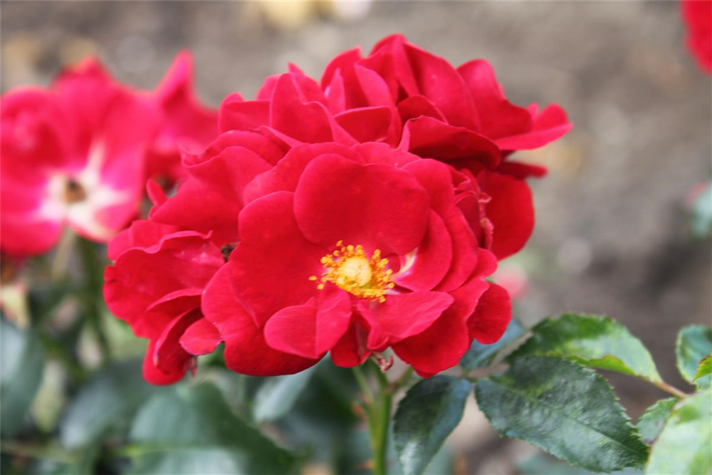 Bodendeckerrose 'Matador'®