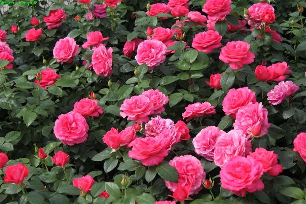 Edelrose 'Cherry Lady'®