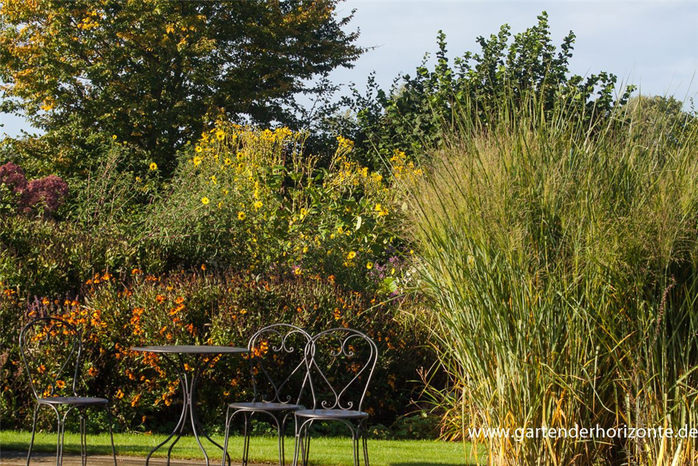Garten-Ruten-Hirse 'Cloud Nine'