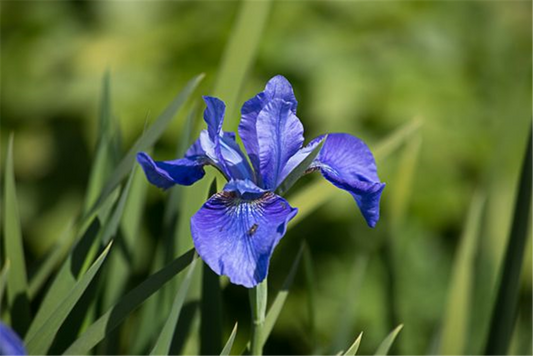 Iris sibirica
