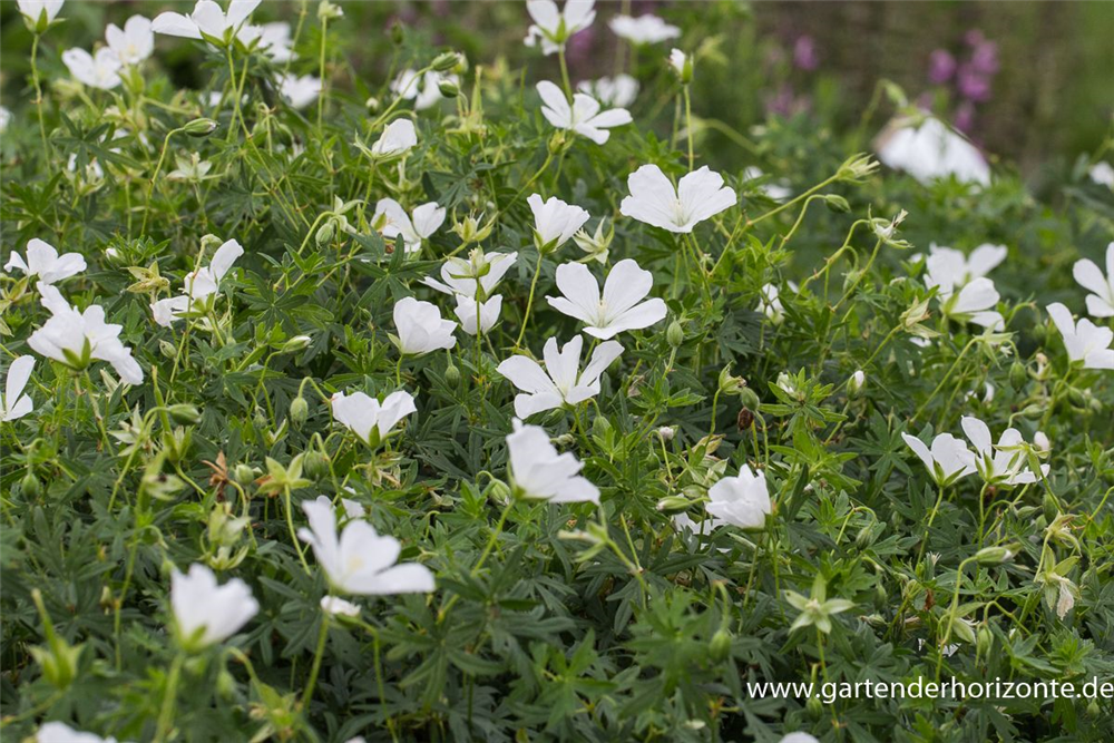 Garten-Schnee-Storchschnabel 'Album'