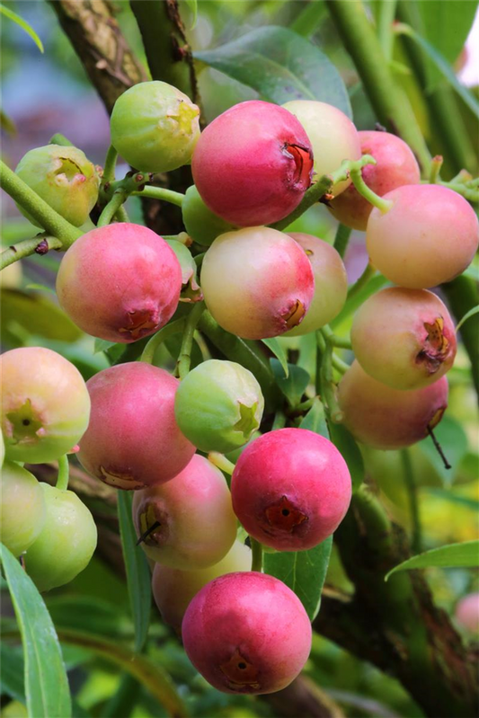 Vaccinium corymbosum 'Pink Lemonade'®
