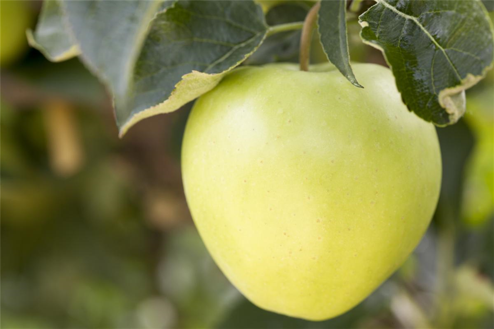 Apfel 'Golden Delicious'