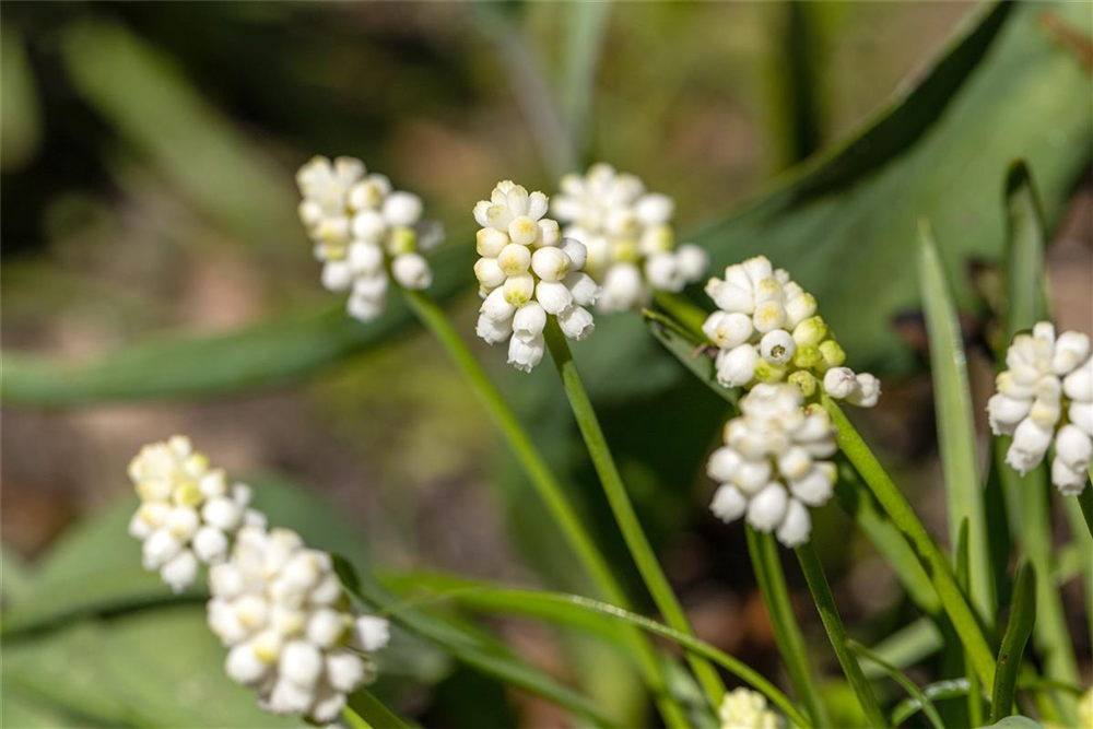 Traubenhyazinthe 'Album' - 10 Blumenzwiebeln