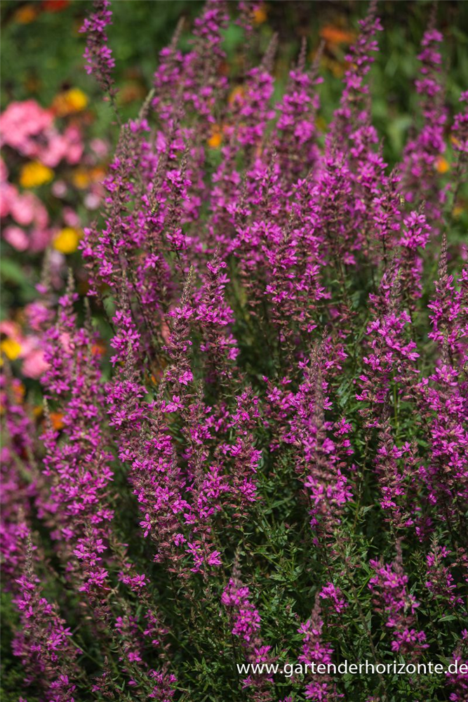 Garten-Ruten-Weiderich 'Dropmore Purple'