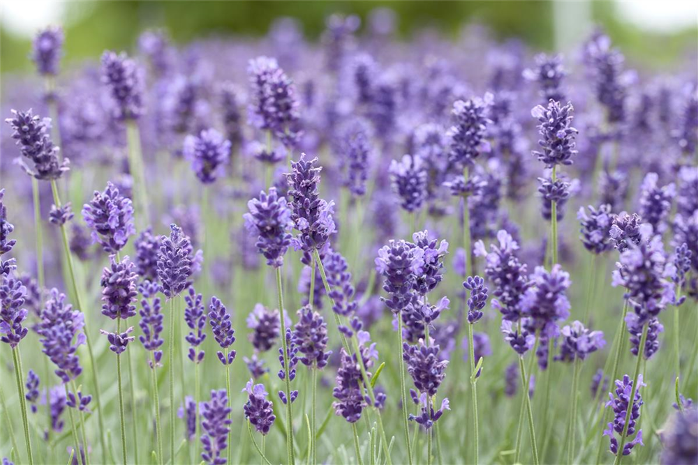 Lavandula angustifolia 'Hidcote Blue'