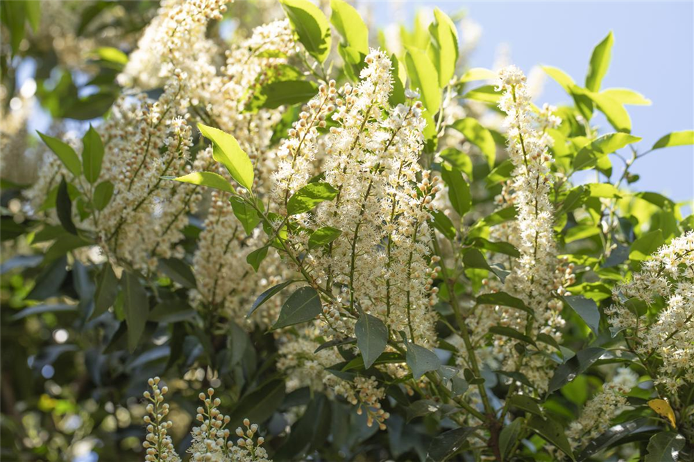 Portugiesische Lorbeerkirsche 'Angustifolia'