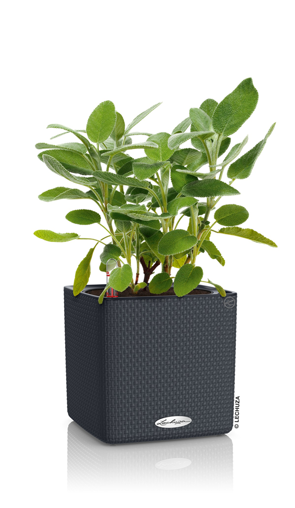 LECHUZA CUBE Color 16