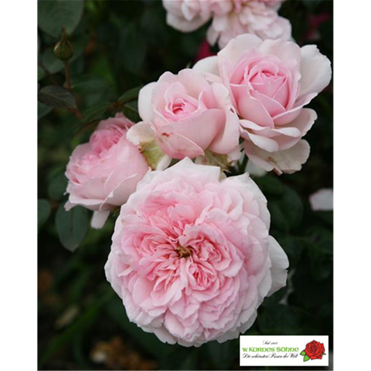Strauchrose 'Alexandra - Princesse de Luxembourg'®