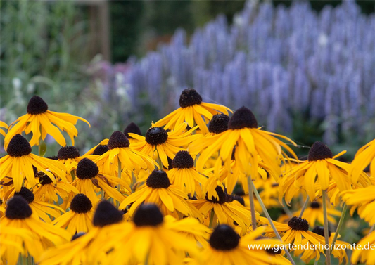 Leuchtender Garten-Sonnenhut 'Goldsturm'